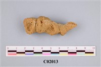 藏品(珊瑚化石)的圖片